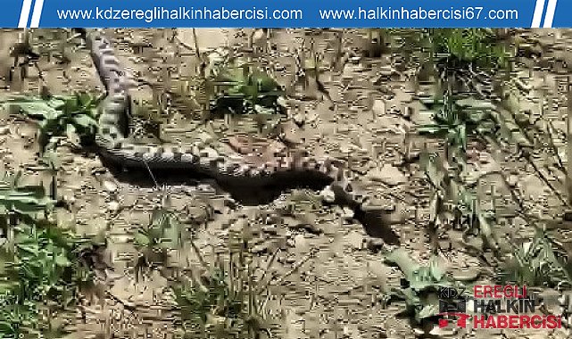 Kampta yürüyüşe çıkan iki arkadaş Kafkas burunlu engereği görüntüledi