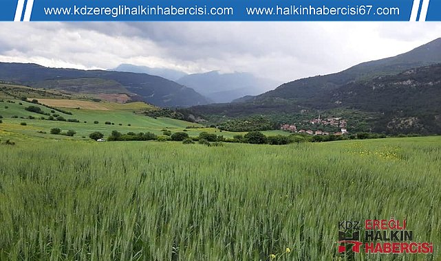 Karabük'te hububat düşmanı süneye karşı çalışma başlatıldı