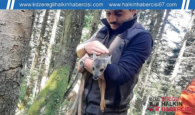 Yavru karacaya ormancı şefkati