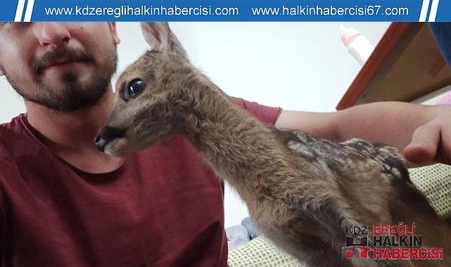 Biberonla besleyip, yetkililere teslim etti