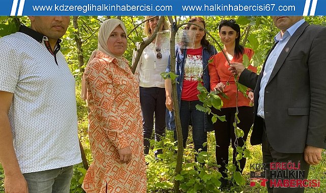 Kahverengi Kokarca mücadelesi için tuzaklar kuruldu