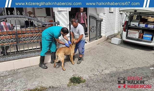 Zonguldak'da köpekler artık mikroçipli