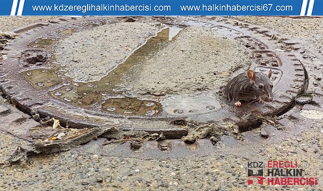 Farenin fazla kilosu başına dert oldu