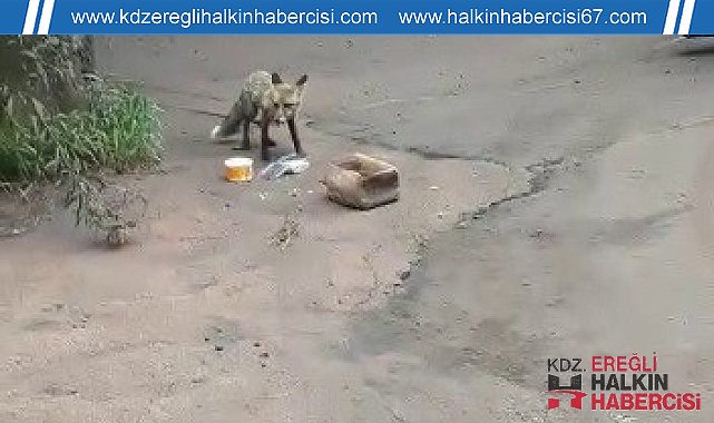 KARDEMİR içerisindeki tilki böyle görüntülendi