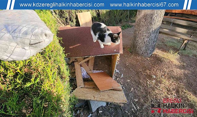 Köpeklerin saldırısından korkup ağaçta mahsur kalan kediyi itfaiye kurtardı