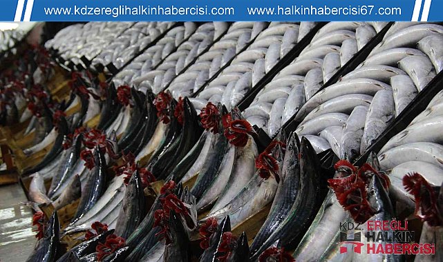 Palamut fiyatları dibe vurdu: 700 gram palamut 25 TL
