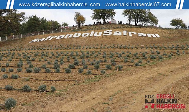 Safran üretimi ile turizmi artıracak olan "Lavanta Kokulu Safran Bahçesi" projesi tanıtıldı