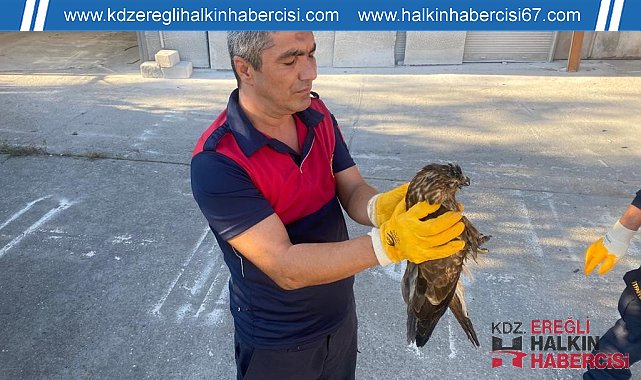 Yaralı şahini itfaiye kurtardı
