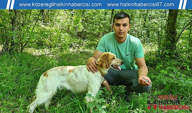 Kilosu iki bin Euro'ya satılan trüf mantarını radar köpekler buluyor