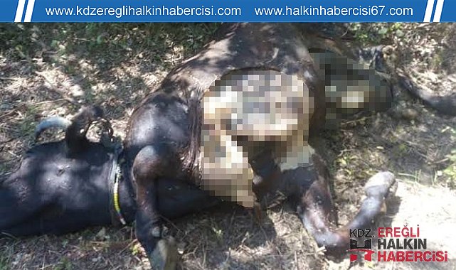 Aç kalan ayı ineği parçaladı