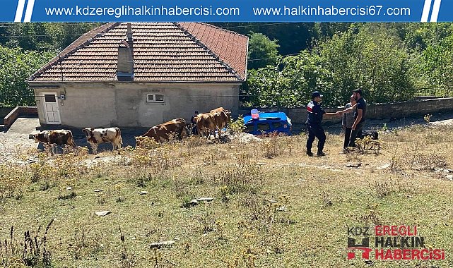 Vatandaşın kayıp hayvanlarını jandarma buldu