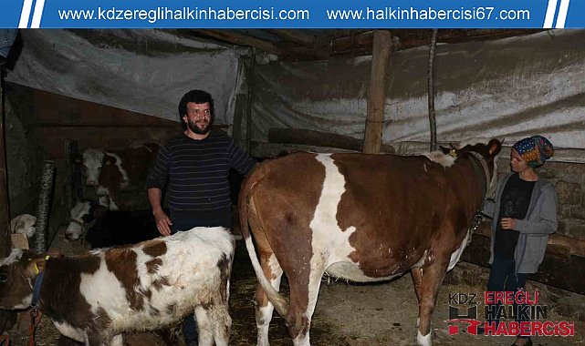 Başkası üzerine görünen inekler için soruşturma başlatıldı