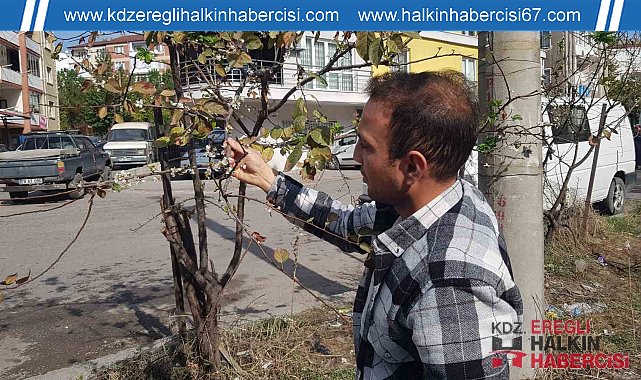Erik ağacı Kasım'da çiçek açtı
