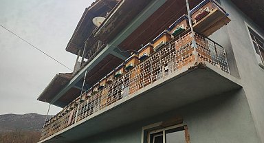 Ayıların saldırısından kurtardığı kovanları evinin balkonuna taşıdı