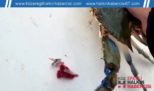 Balıkçıların korkulu rüyası ağlara takıldı