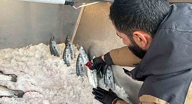 Palamut tezgaha indi