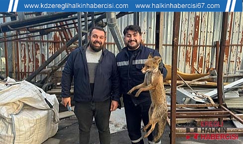 Alaplı'da yaralı tilki tedavi altına alındı