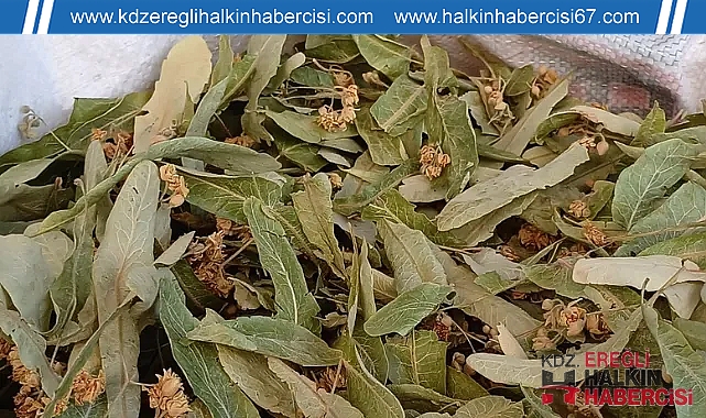 Ihlamura talep çok, ürün az!