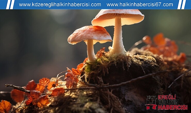 Mantar Zehirlenmelerine Karşı Uyardı!