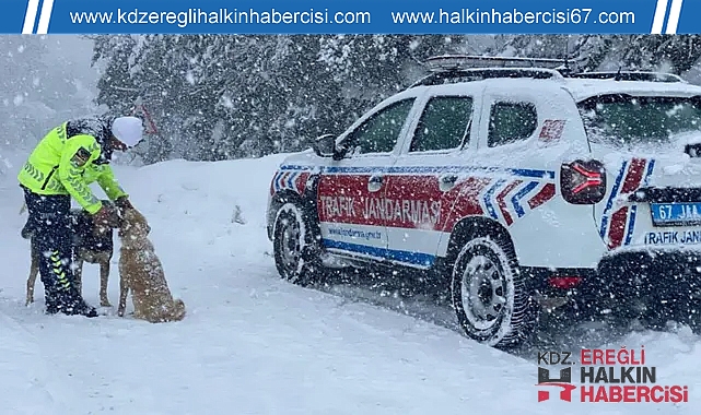 Güvenlik güçleri sokak hayvanlarını unutmadı