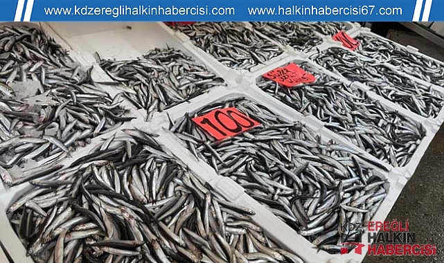 Zonguldak'ta hamsi fiyatı düştü!...
