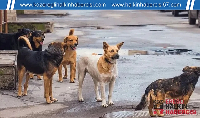 TÜM İLLERE TALİMAT VERİLDİ! SAHİPSİZ KÖPEKLER TOPLANACAK ...
