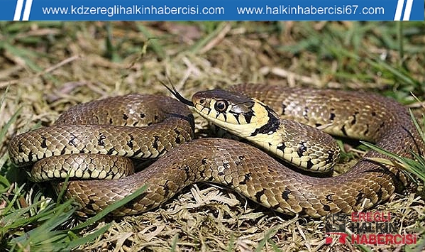 Kdz.Ereğli'de 18 yaşındaki genç kızı yılan soktu!