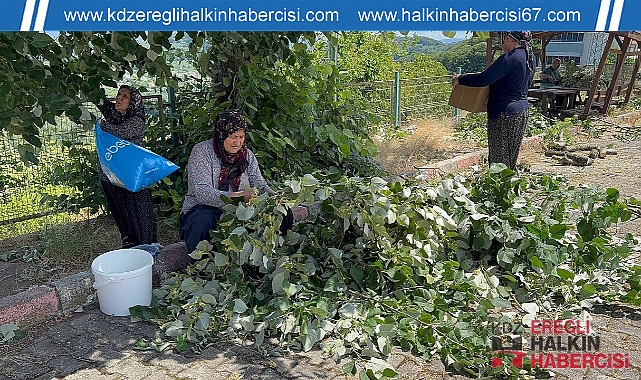 Çok faydası var, hasadı başladı...