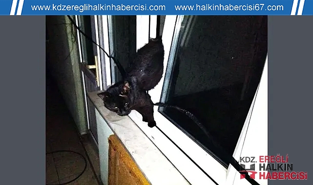 Pencereye sıkışan sokak kedisini itfaiye ekipleri kurtardı