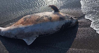 Sahilde yürüyenler şaşkına döndü!