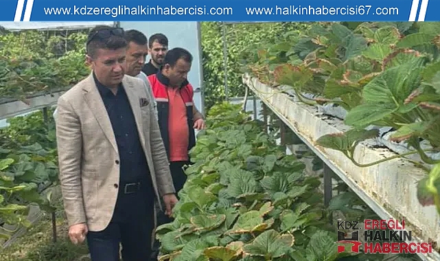 Topraksız tarım ile çilek üretiyor