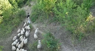 Aç kurdun koyunlara saldırısı dronla önlendi
