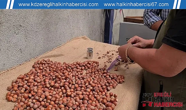 Fındık hasat tarihleri belli oldu ...