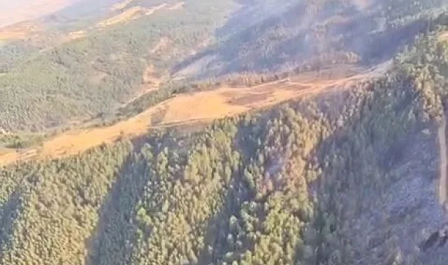 Uşak ve Bilecik'te yangınlar kontrol altında... Sakarya Geyve'de mücadele sürüyor
