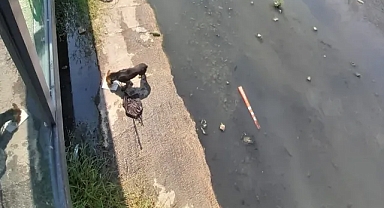 Dere kenarına bağlayıp bıraktılar!