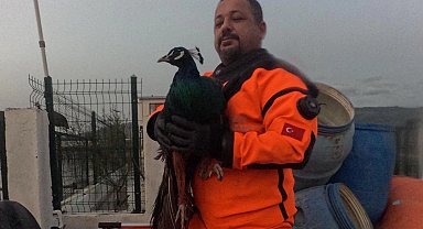 İzmir İtfaiyesi sessiz canlar için zamanla yarıştı