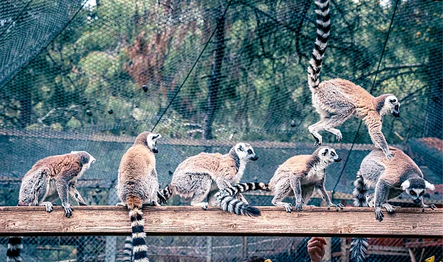 Lemur ailesinin yeni üyesi sevimli "Zabumafu" oldu