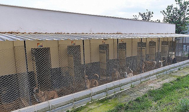 Yenişehir'de patili dostlara 5 yıldızlı hizmet