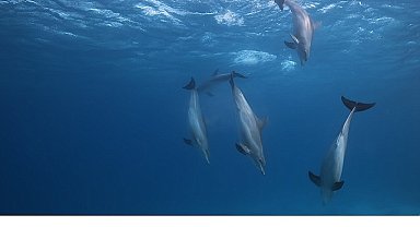 'Kızıldeniz: Yaşamın Büyülü Bahçesi', 14 Haziran Pazar Saat 20.00'de National Geographic WILD Ekranlarında İzleyicilerle Buluşuyor!