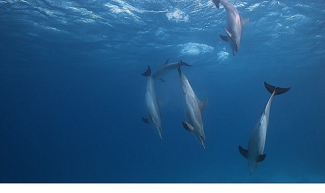 'Kızıldeniz: Yaşamın Büyülü Bahçesi', 14 Haziran Pazar Saat 20.00'de National Geographic WILD Ekranlarında İzleyicilerle Buluşuyor!