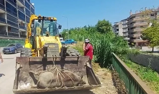 Mudanya Güzelyalı'da derede ölü yabani hayvan bulundu