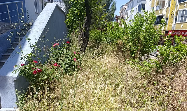 Okul bahçesinde yılan ve kene korkusu