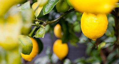Türkiye'nin limon ihracatı 22 yılda 2,5 kat arttı