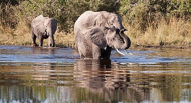 'Afrika'nın Gizemli Nehri', 1 Ağustos Cumartesi Saat 20.00'de National Geographic WILD Ekranlarında İzleyicilerle Buluşuyor! 