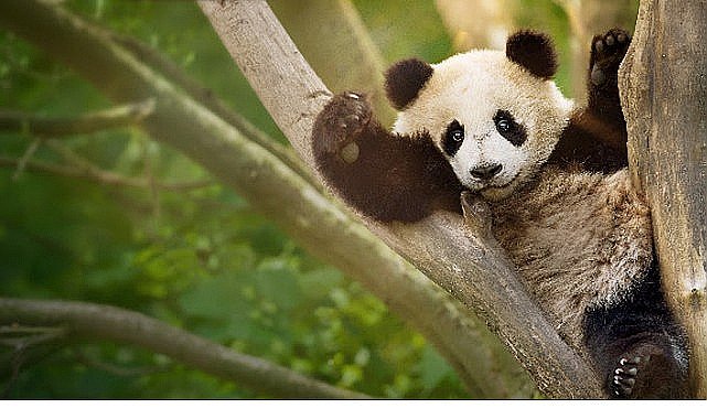 İzleyicileri Eğlenceli Bir Yolculuğa Çıkaracak 'Panda Akademisi', 2 Ağustos Pazar Saat 20.00'de National Geographic WILD Ekranlarında Başlıyor!