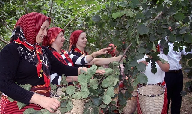 Ordu'da fındık hasadında işçi sorununa çözüm