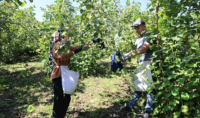 Ordu'da fındık hasadında işçi sorununa çözüm